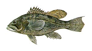 Black Sea Bass