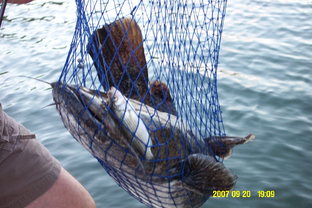 My first flathead, 25 pounds