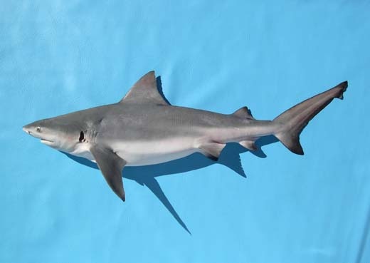 Bull Shark