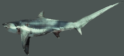 Thresher Shark