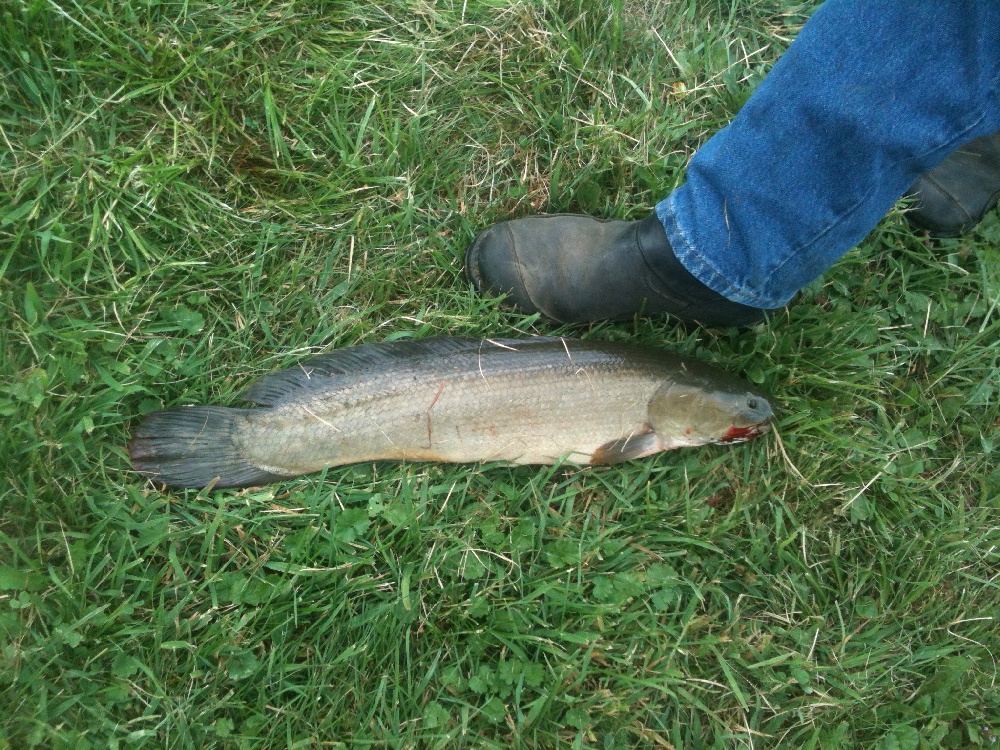 bowfin