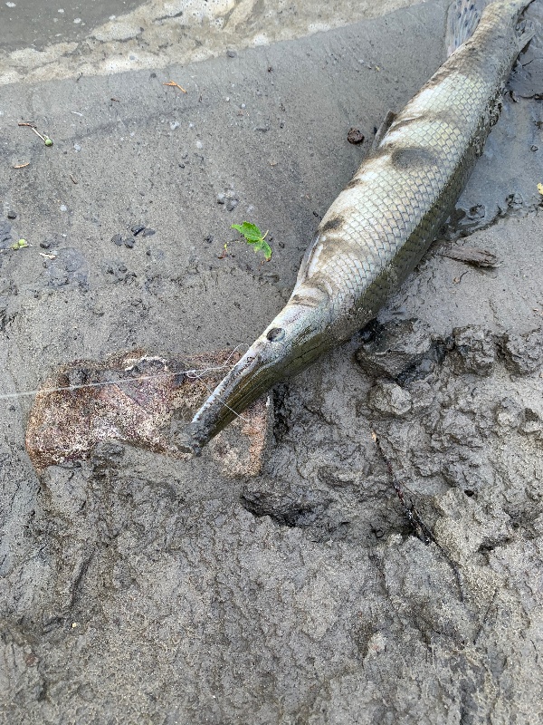 Alligator Gar2 near Minnesota Lake