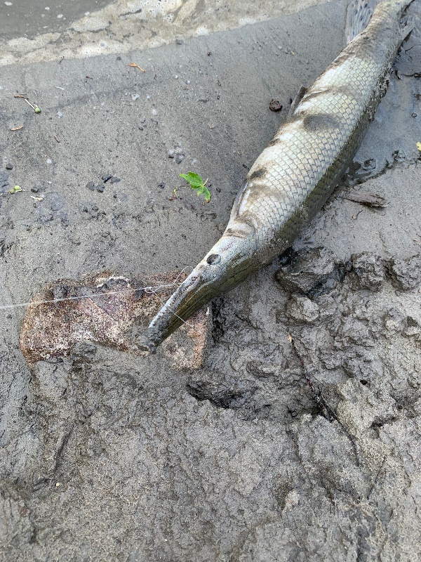 Alligator Gar2 near North Mankato