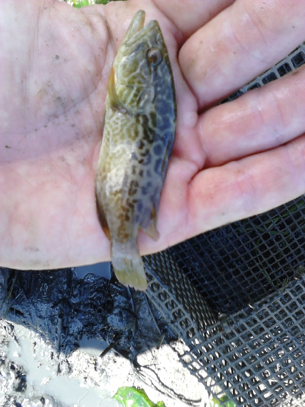 Grouper? Cape May, NJ