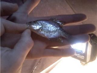 whopper crappie