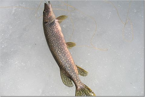 20 inch Pike