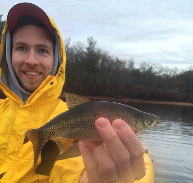 Random Golden shiner