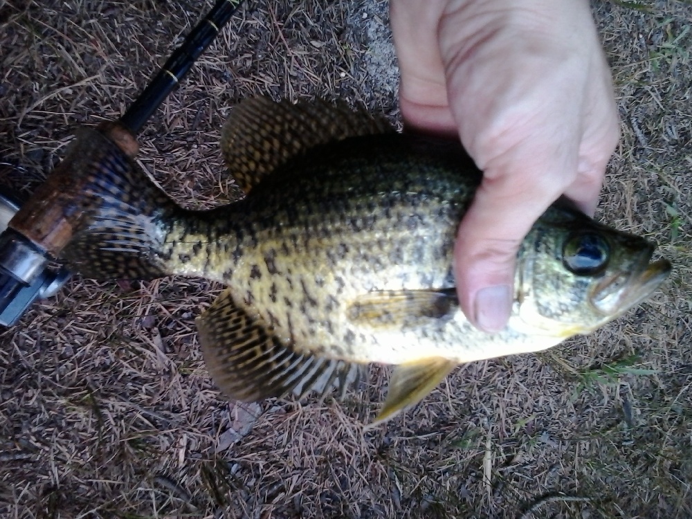 Calico Bass(Black Crappie)