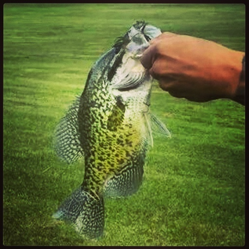 Black Crappie